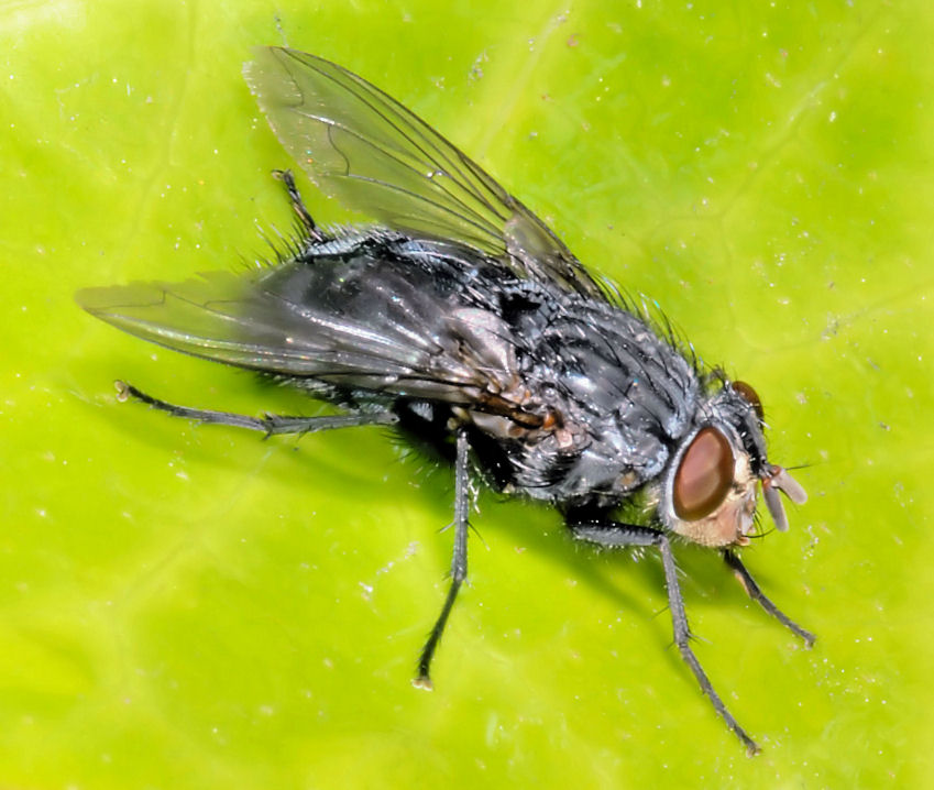 Diptera